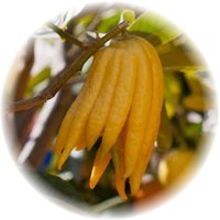 Citrus Medica Sarcodactylis - Buddha Hand