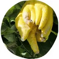 Citrus Medica Sarcodactylis - Buddha Hand