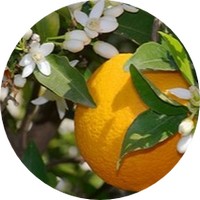 Naranja dulce: Citrus Sinensis