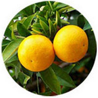 Naranja dulce: Citrus Sinensis