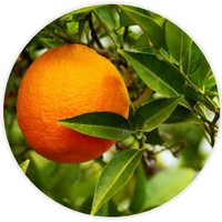 Naranja: Citrus Aurantium