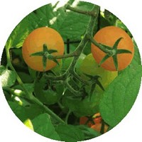 Naranja: Citrus Aurantium