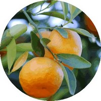 Naranja: Citrus Aurantium