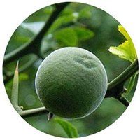 Naranja: Citrus Aurantium