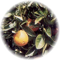 Naranja: Citrus Aurantium