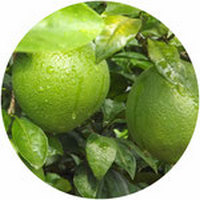 Naranja: Citrus Aurantium