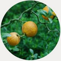 Citrus Trifoliata