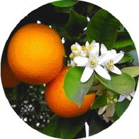 Neroli - Citrus Aurantium