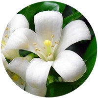 Neroli - Citrus Aurantium