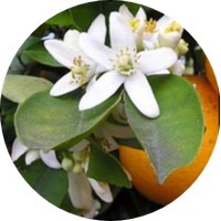 Neroli - Citrus Aurantium