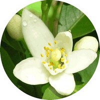 Neroli - Citrus Aurantium
