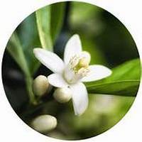 Neroli - Citrus Aurantium