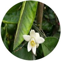 Neroli - Citrus Aurantium