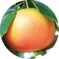 Pamplemousse