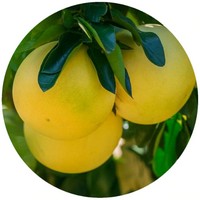 Grapefruit - Citrus Paradisi