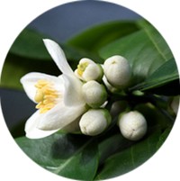 Grapefruit - Citrus Paradisi