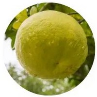 Grapefruit - Citrus Paradisi