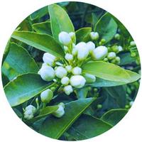 Petitgrain - Citrus Aurantium Bigaradia