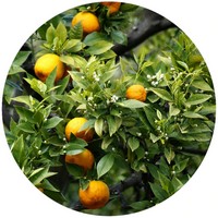 Petitgrain - Citrus Aurantium Bigaradia