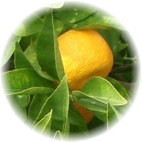 Yuzu: Citrus Ichangensis