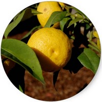 Yuzu: Citrus Ichangensis