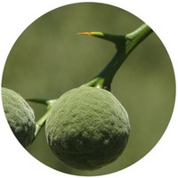Yuzu: Citrus Ichangensis