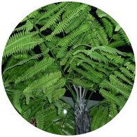 Alsophila Spinulosa - Spiny Tree Fern