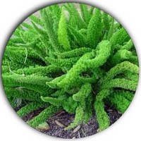 Asparagus Fern - Asparagus Aethiopicus