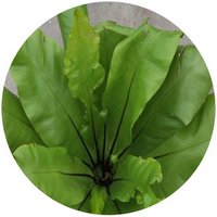 Asplenium Antiquum - Neottopteris Antiqua