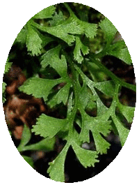 Asplenium Ruta-Muraria
