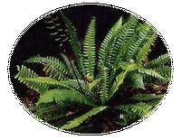 Blechnum Spicant