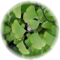 Adiantum Capillus-Veneris