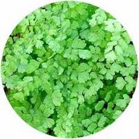 Maidenhair Fern