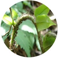 Helecho: Dryopteris Asetosa