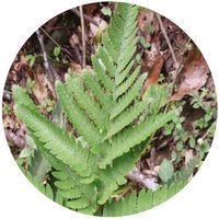 Helecho: Dryopteris Pacifica