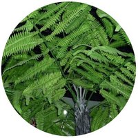 Alsophila Spinulosa - Cyathea Spinulosa