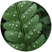 Arachnoides Aristata