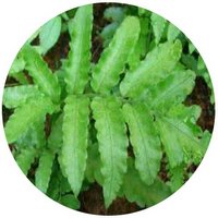 Bolbitis Heteroclita