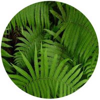 Cyclosorus Parasiticus