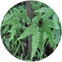 Helecho: Dicranopteris Dichotoma