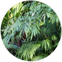 Helecho: Drynaria Quercifolia