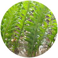 Helecho: Drynaria Rosii