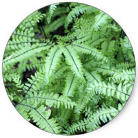Fern