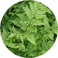 Helecho - Dryopteris Filix-Mas