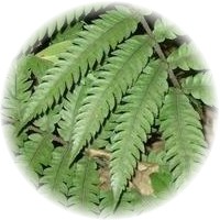 Polypodium Leucotomos