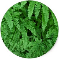 Polypodium Leucotomos