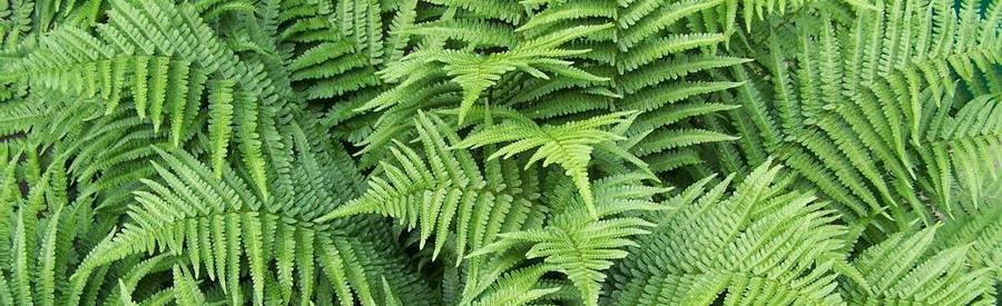 Helechos - Ferns