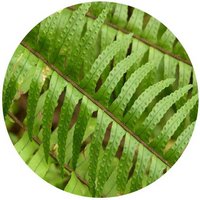 Nephrolepis Cordifolia