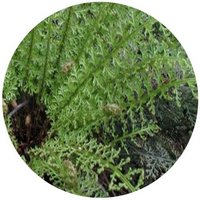 Polystichum Omeiense