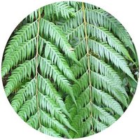 Woodwardia Prolifera